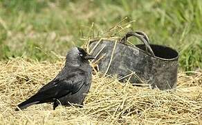 Western Jackdaw