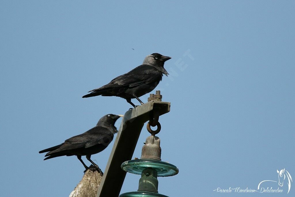 Western Jackdaw