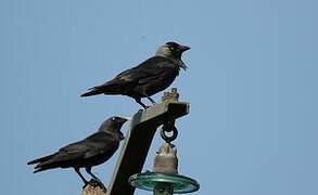 Western Jackdaw