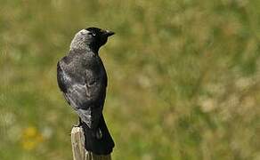 Western Jackdaw