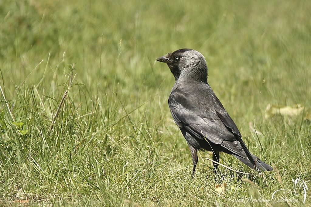 Western Jackdaw