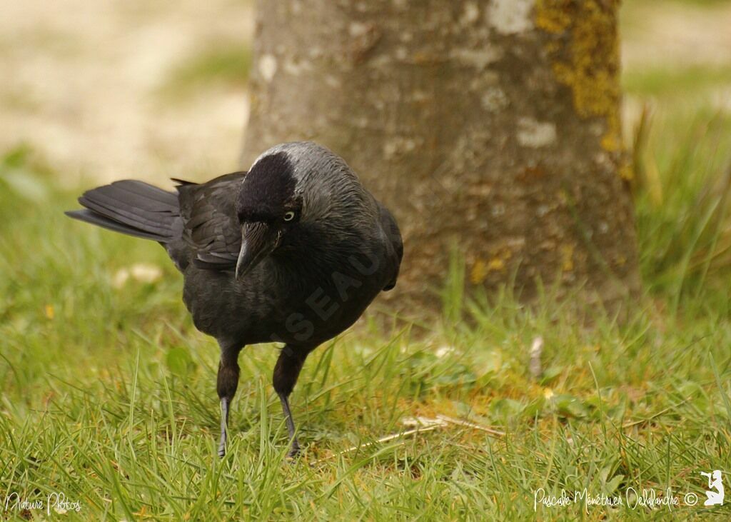 Western Jackdaw