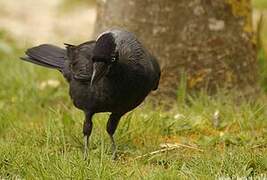 Western Jackdaw