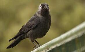 Western Jackdaw