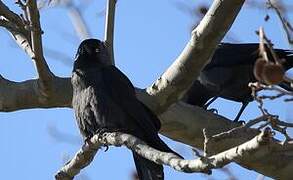 Western Jackdaw