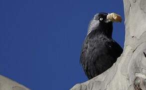 Western Jackdaw