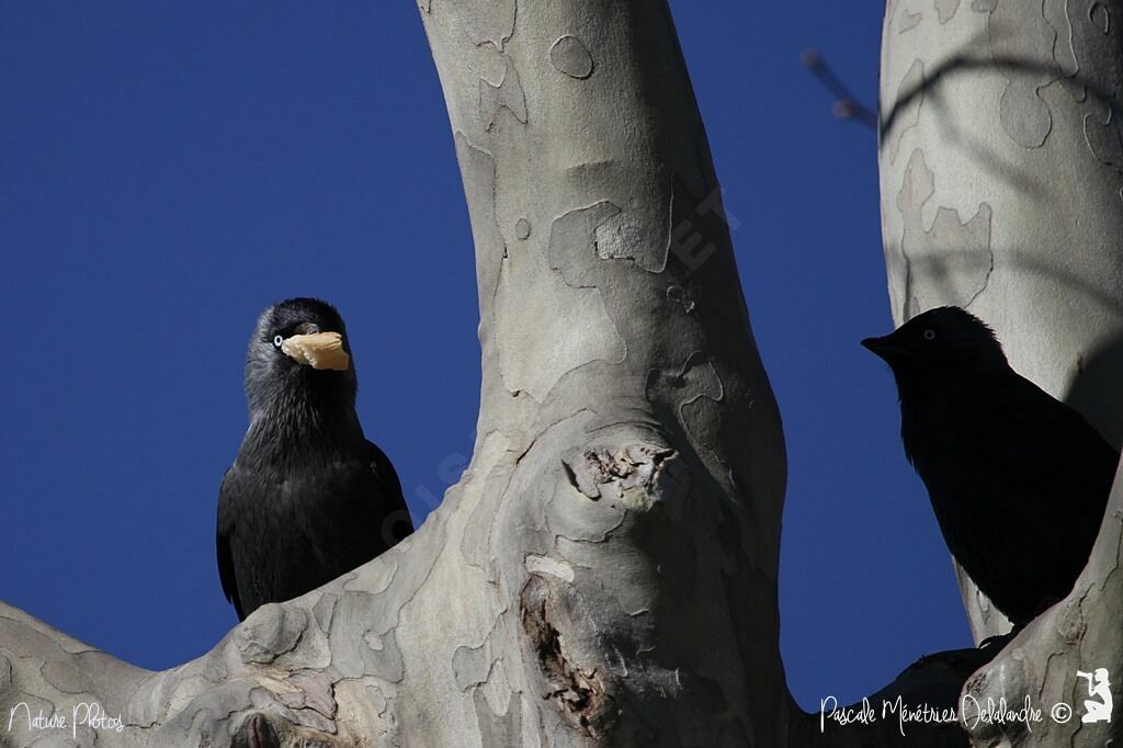 Western Jackdaw