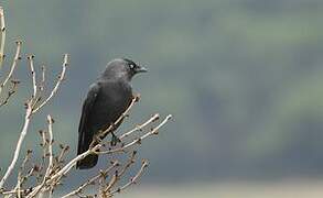 Western Jackdaw