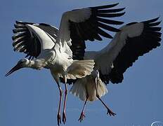 White Stork