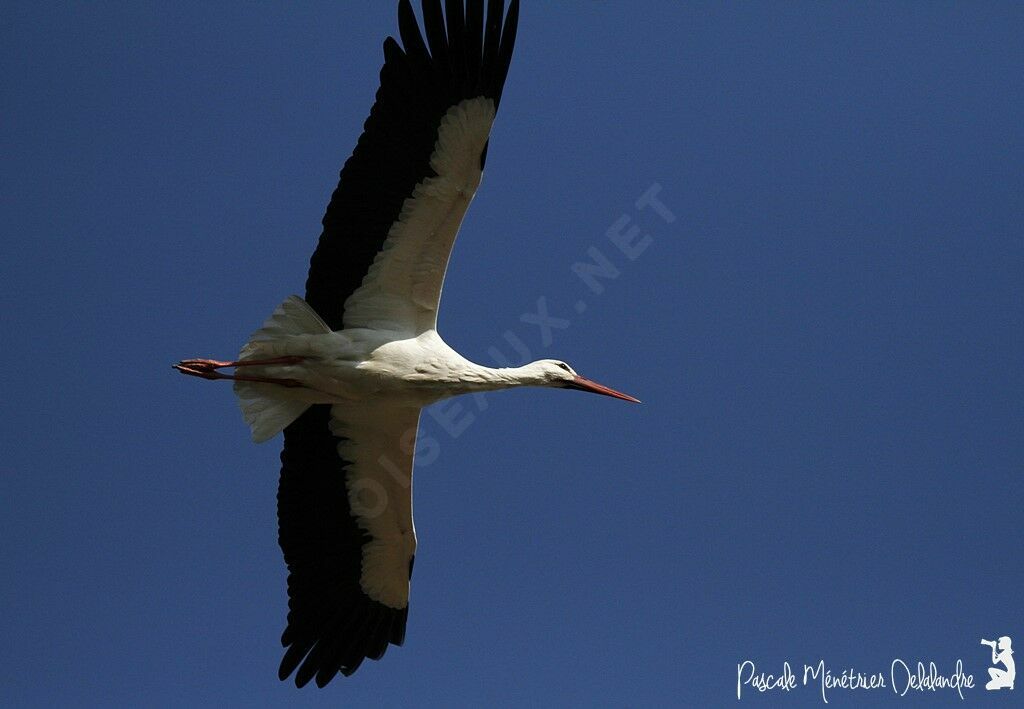 White Stork