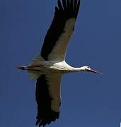 White Stork