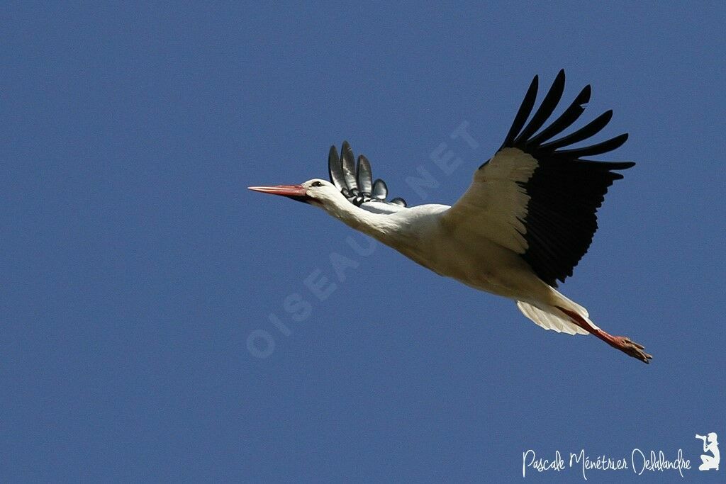 Cigogne blanche