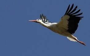 White Stork