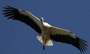 White Stork