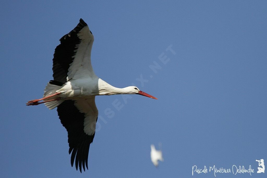 White Stork