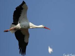 Cigogne blanche