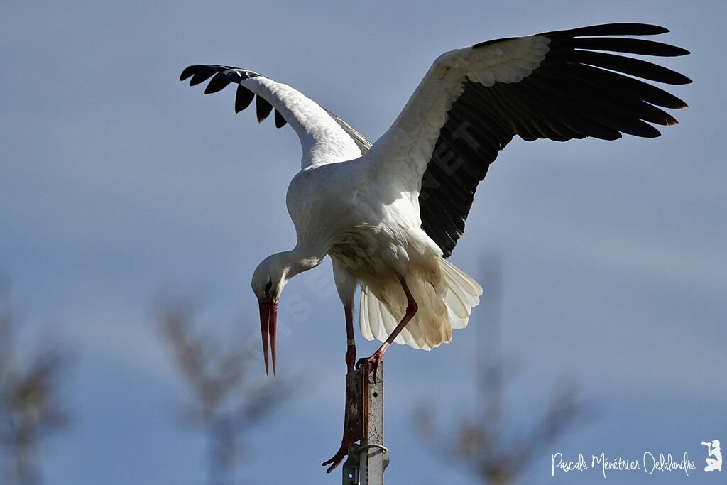 Cigogne blanche