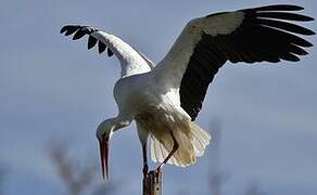 White Stork