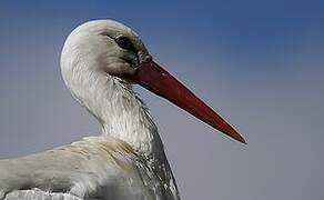 White Stork