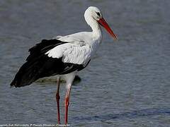 Cigogne blanche