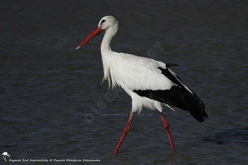 Cigogne blanche