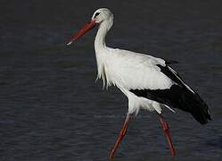 White Stork