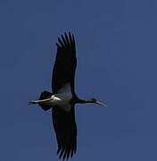 Black Stork