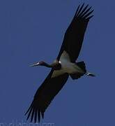 Black Stork