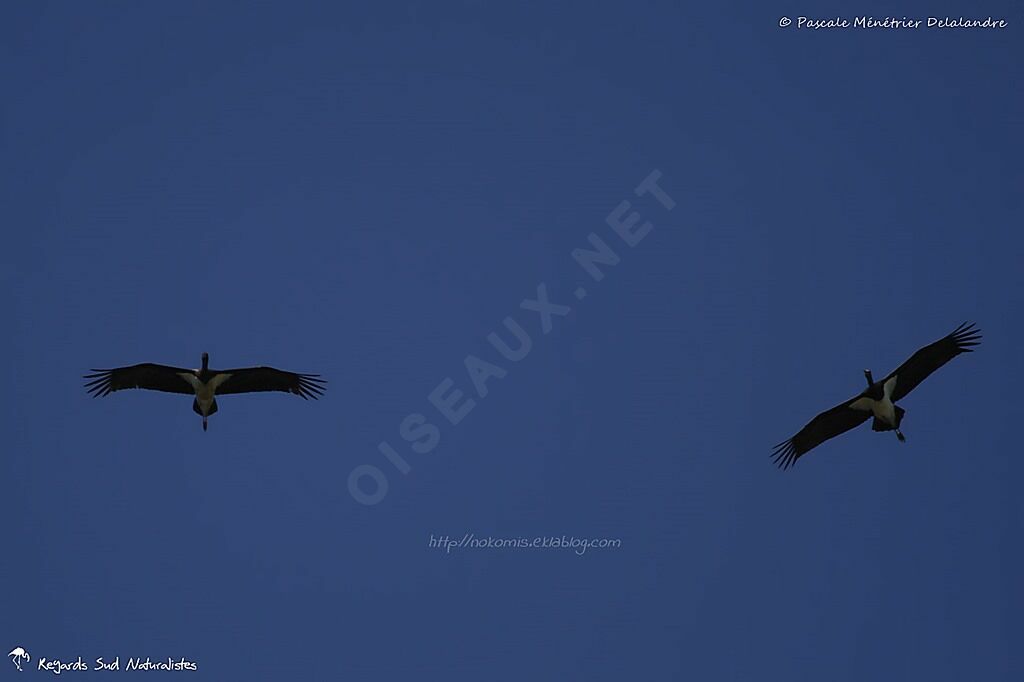 Black Stork