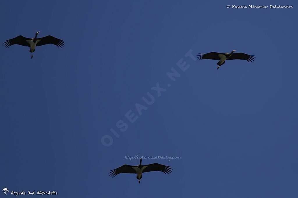 Black Stork