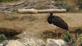 Black Stork