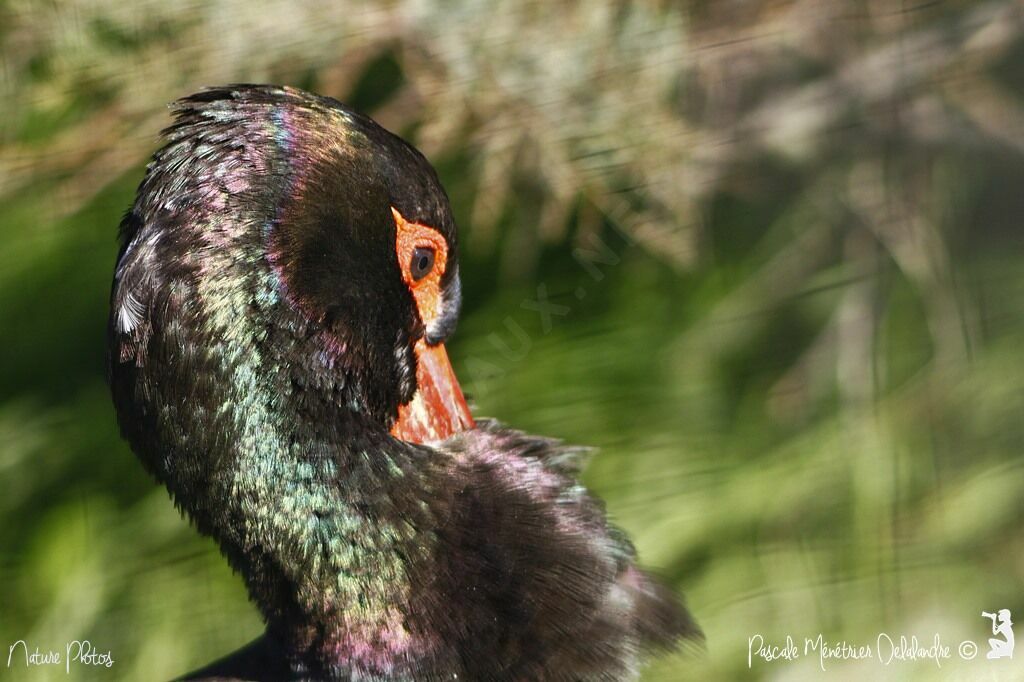 Cigogne noire