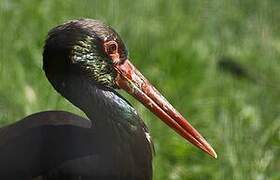 Black Stork