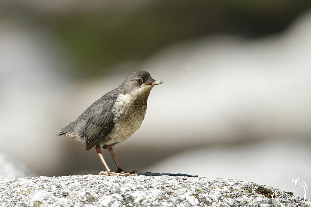 White-throated Dipperjuvenile