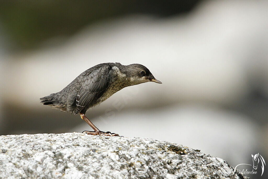 White-throated Dipperjuvenile