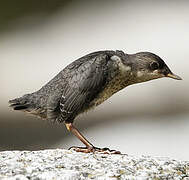 White-throated Dipper