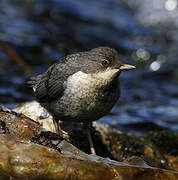 White-throated Dipper