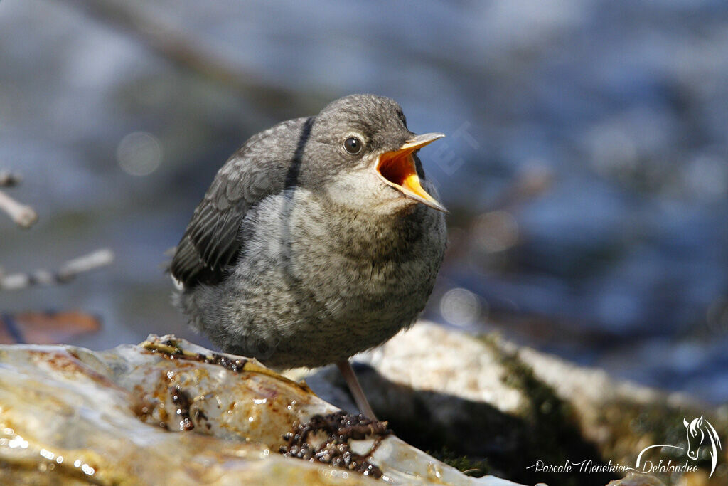 White-throated Dipperjuvenile, identification