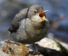 White-throated Dipper