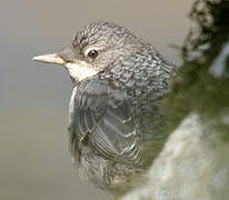 White-throated Dipper