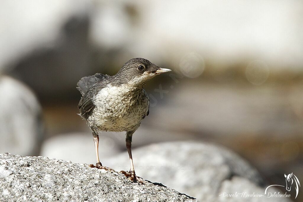 White-throated Dipperjuvenile