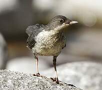 White-throated Dipper