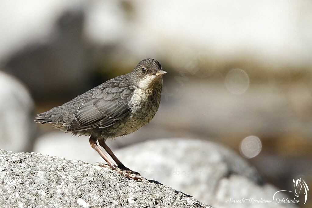 White-throated Dipperjuvenile