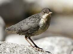 White-throated Dipper