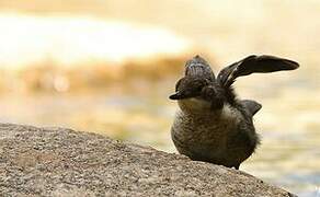 White-throated Dipper