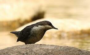 White-throated Dipper