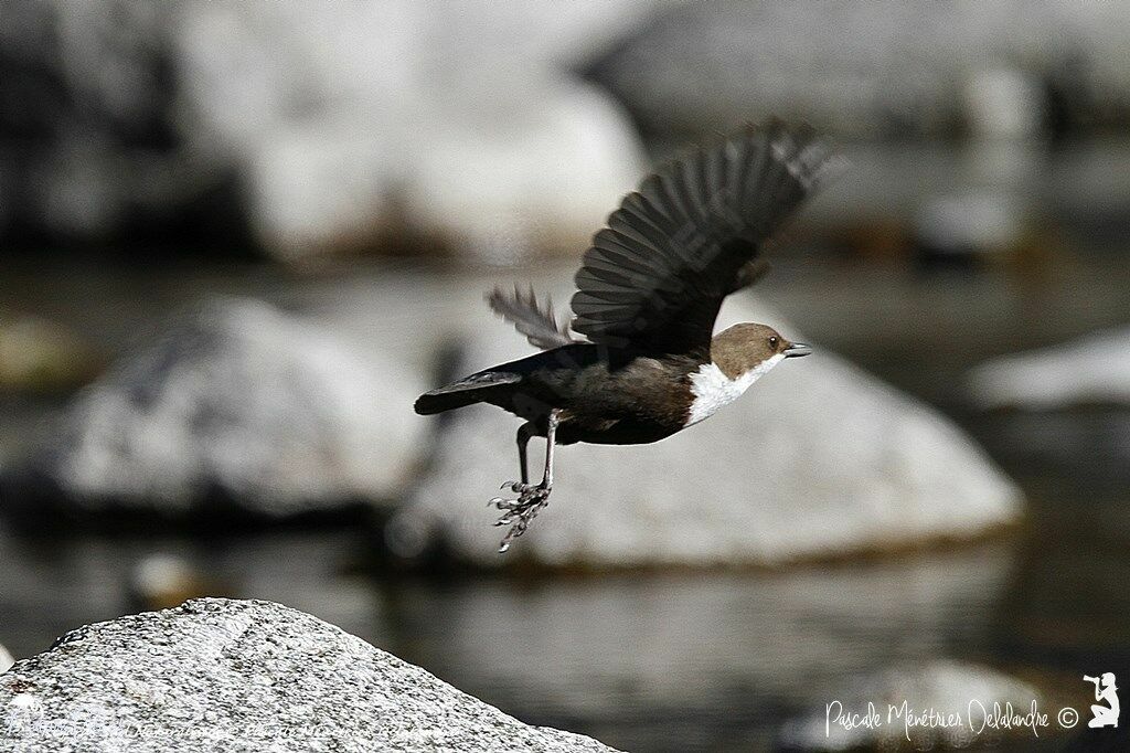 White-throated Dipper