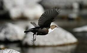 White-throated Dipper