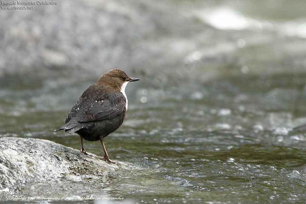 White-throated Dipper