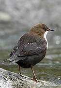 White-throated Dipper